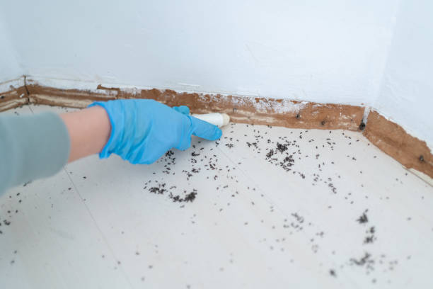 Best Pest Control Treatment  in Suitland, MD