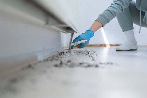 Best Ant Control Services  in Suitland, MD