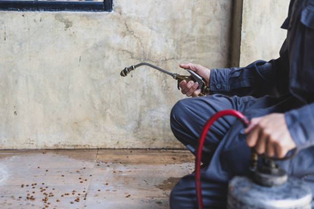 Best Local Pest Control Services  in Suitland, MD
